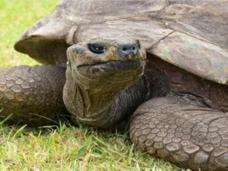Guinness World Record: 190-year-old tortoise Jonathan is world’s oldest living tortoise