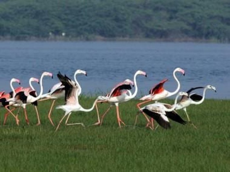 World Migratory Bird Day 2022: History, significance and all you need to know