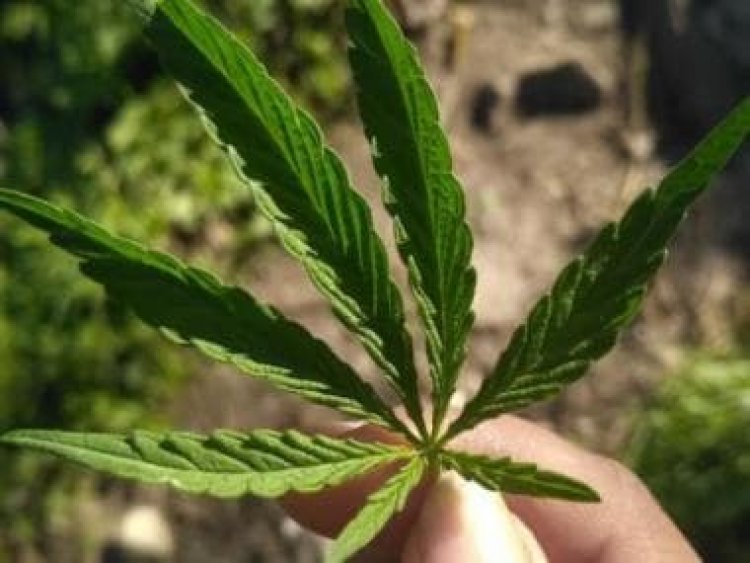 Medicinal Cannabis: What is traditional significance of hemp plant, how it contributes to wellness