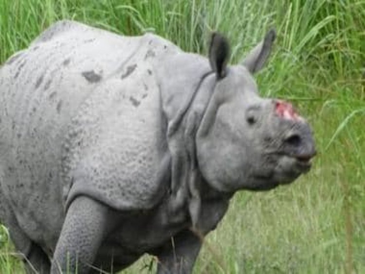 'Won't allow any infringement': Assam CM after rhino gets hit by truck at Haldibari