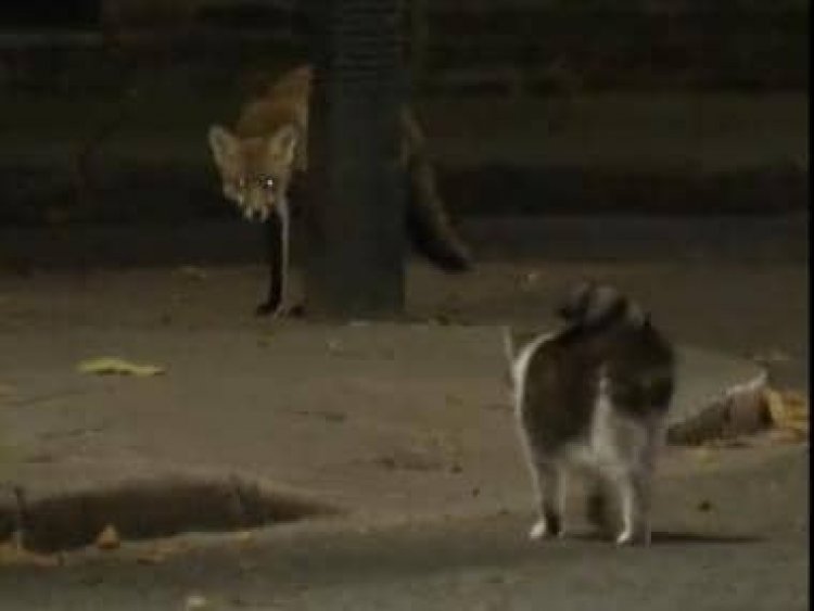 Larry the cat chases down fox at 10 Downing Street, video goes viral