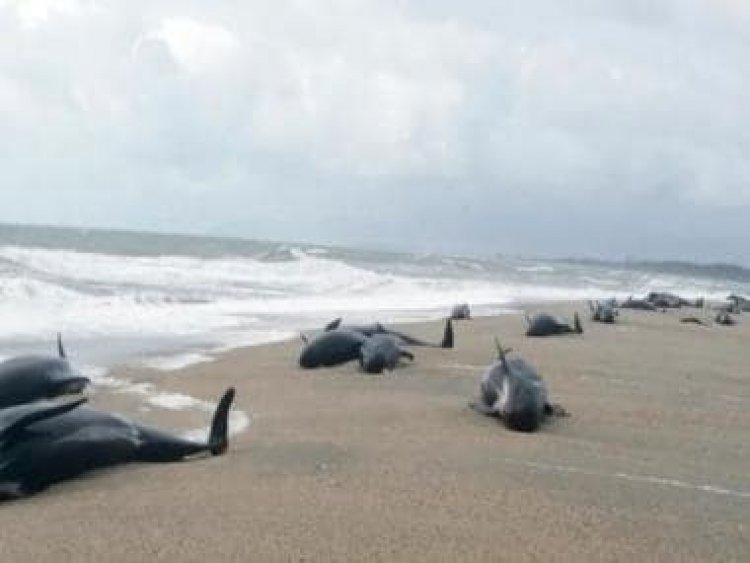 Now 500 pilot whales die in New Zealand: What are mass strandings?