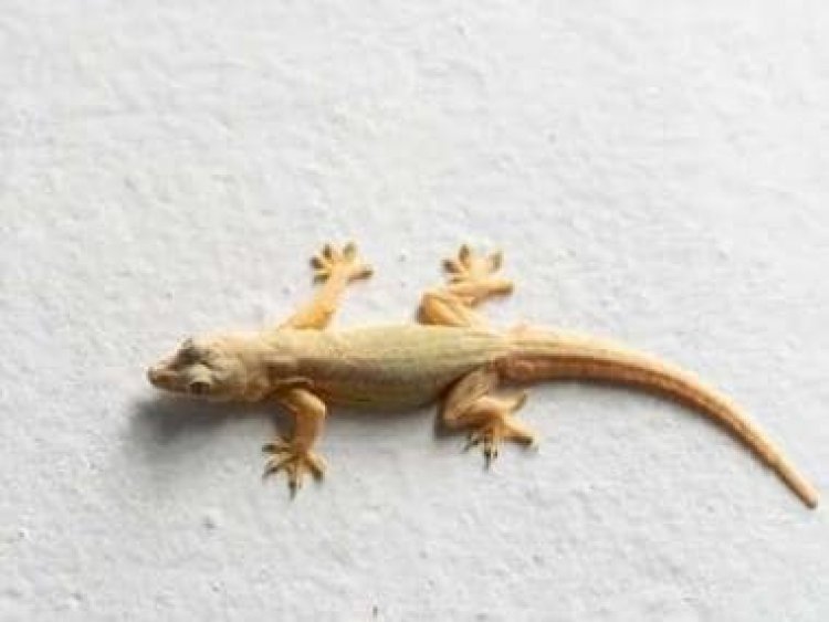5 home remedies to keep lizards at bay