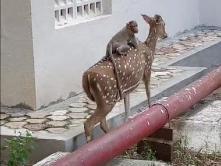 Viral: Monkey hitches ride on deer's back at IIT Madras, internet recalls 'Planet of the Apes'