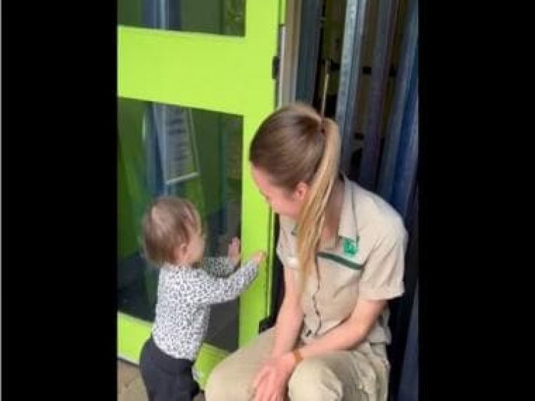 Watch: Toddler's attempt to 'break' into Melbourne Zoo leaves internet chuckling