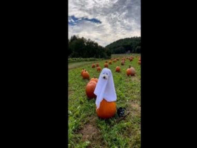 Dog tries 'spooky' Halloween costume in cute post, picture goes viral