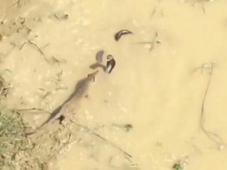 Viral video: King cobra and Indian grey mongoose engage in fierce fight