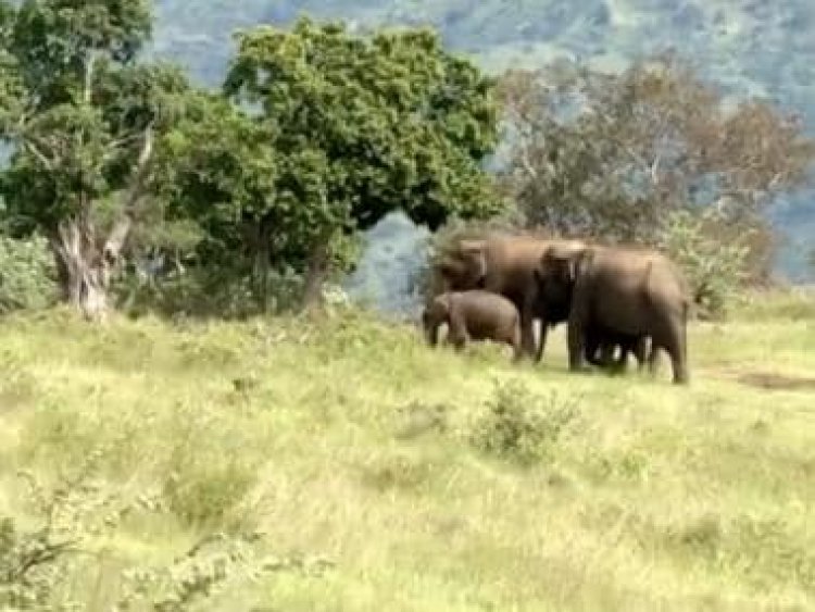 Watch: A family of elephants migrates from Nilgiris to Sathyamangalam ahead of northeast monsoon