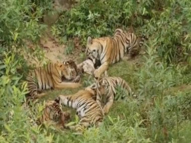 Watch: Tigress enjoys meal with cubs in adorable video, internet says humans needs to learn from them