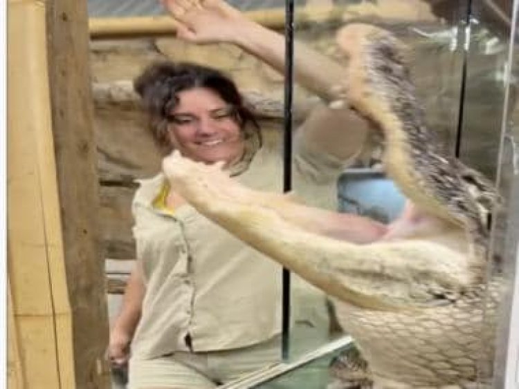  Zookeeper laughs while hungry alligator tries to attack her; watch hair-raising footage