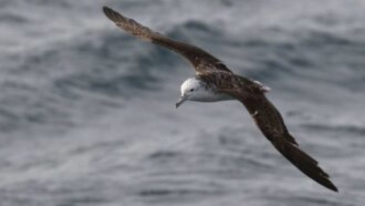 Some seabirds survive typhoons by flying into them
