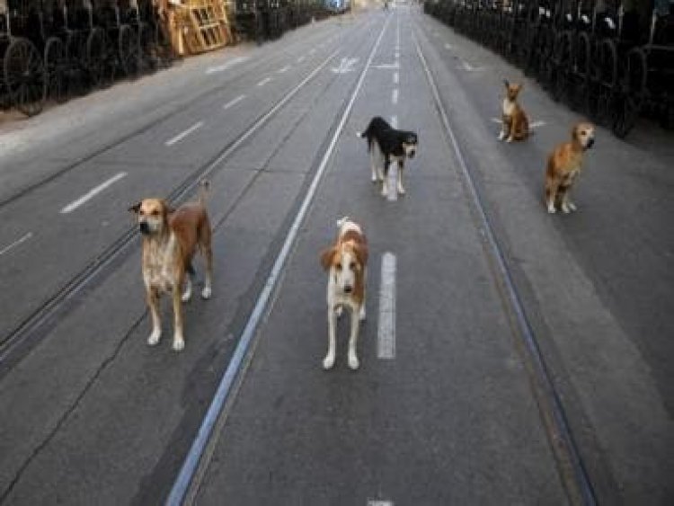 Man vs Strays: Why do street dogs attack and who is responsible for it?