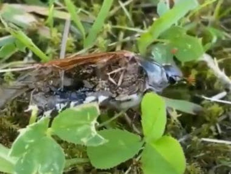 Neuro-parasite makes dead insect walk after taking control of its brain, internet shocked