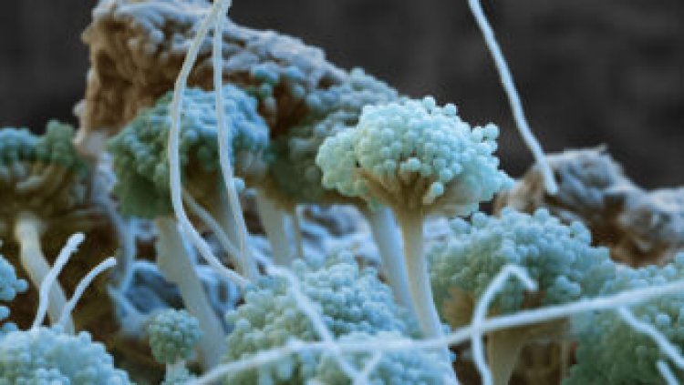 How fungi make potent toxins that can contaminate food