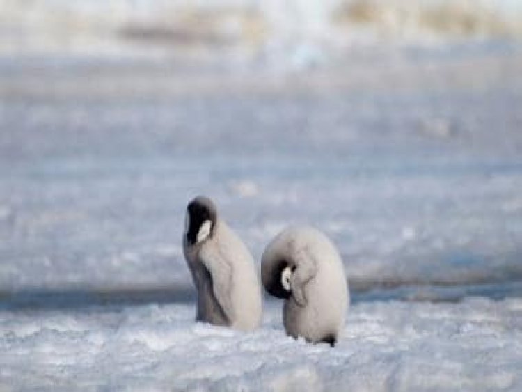 Watch: Caretaker struggles to weigh baby Emperor penguin; internet is all hearts