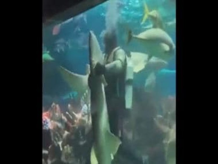 Man dances with shark inside lifesize aquarium, video goes viral