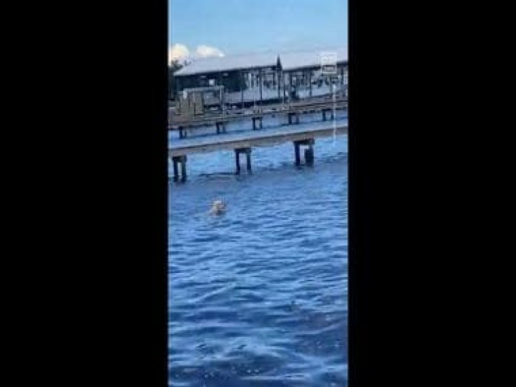 Watch: Golden retriever startled after encountering herd of manatees while swimming