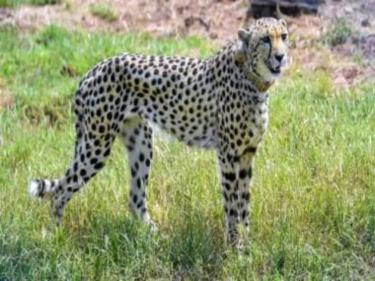 Cheetahs are back in India: Know the world’s fastest predator that constantly lives in fear