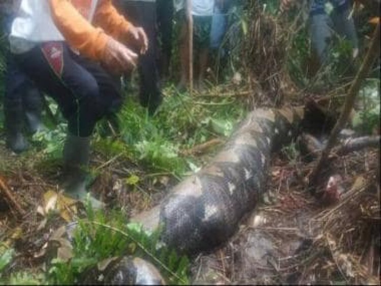 52-year-old woman swallowed by 22-foot-long python in Indonesia