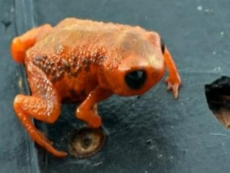 Tiny frog can't figure out how to jump, its failed attempts leave internet in splits