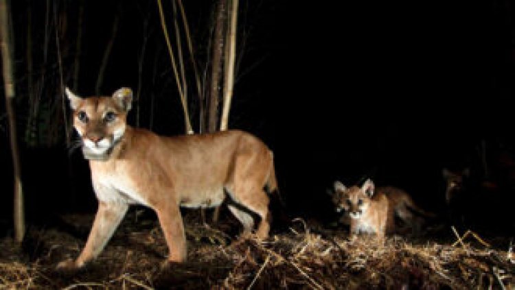 Mountain lions pushed out by wildfires take more risks