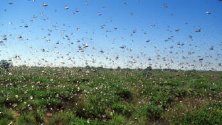 Insect swarms might generate as much electric charge as storm clouds