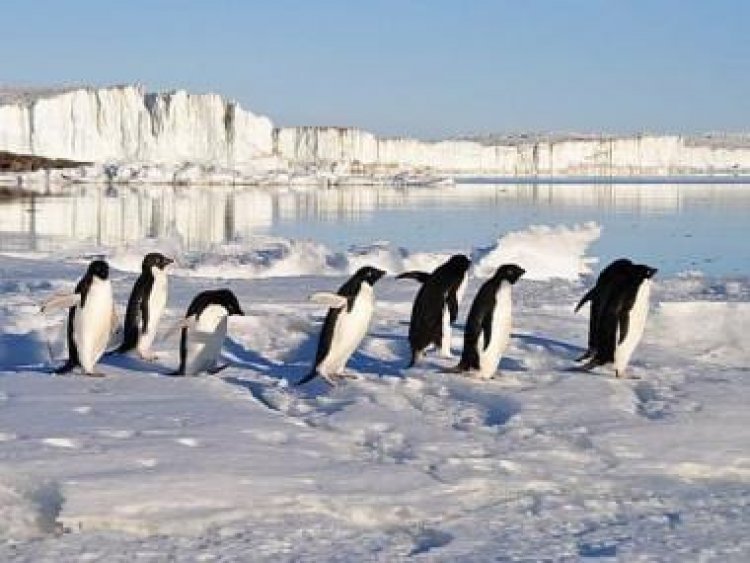 Emperor penguins receive 'Endangered Species Act' protection: Will it save them from going extinct?