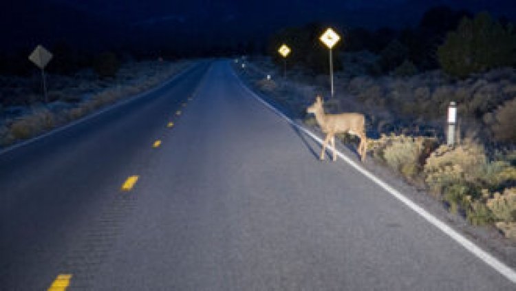 Deer-vehicle collisions spike when daylight saving time ends