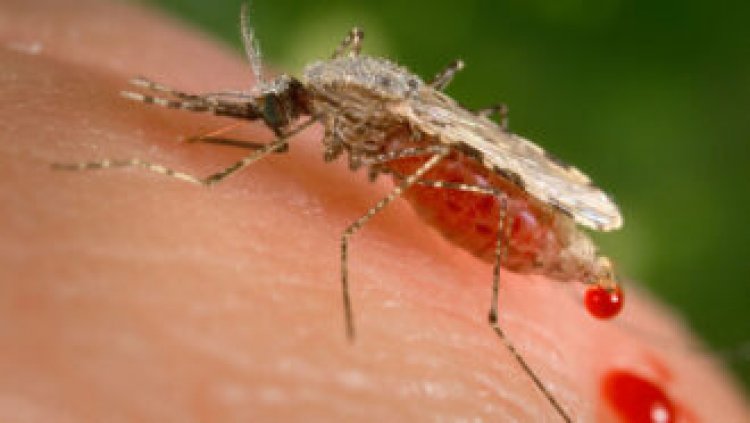 A major malaria outbreak in Ethiopia came from an invasive Asian mosquito