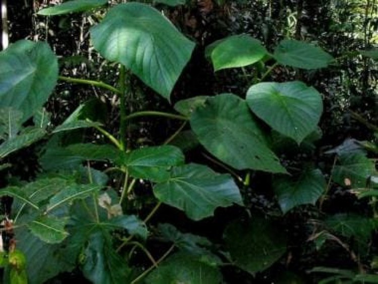 The ‘suicide plant’: The story of growing the ‘world’s most dangerous shrub’ in a home garden