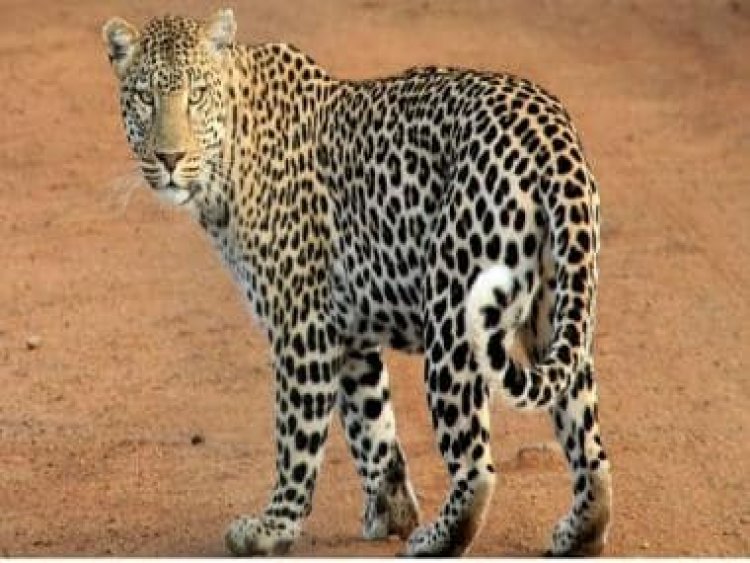 WATCH: Leopard creates havoc in Karnataka residential society; netizens say its humans who have taken over habitat