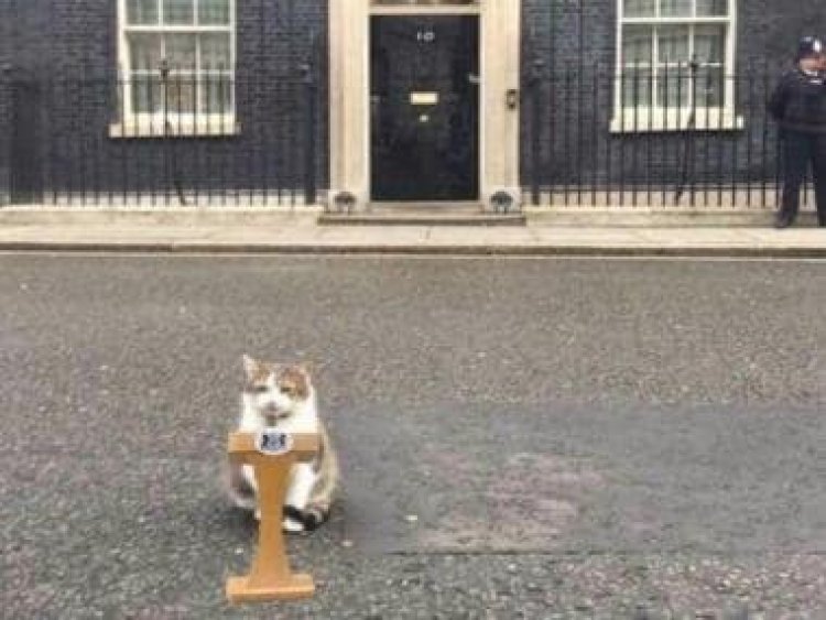 Larry the cat gives witty answers to fan questions; claims he hasn't found UK PM Rishi Sunak's wallet