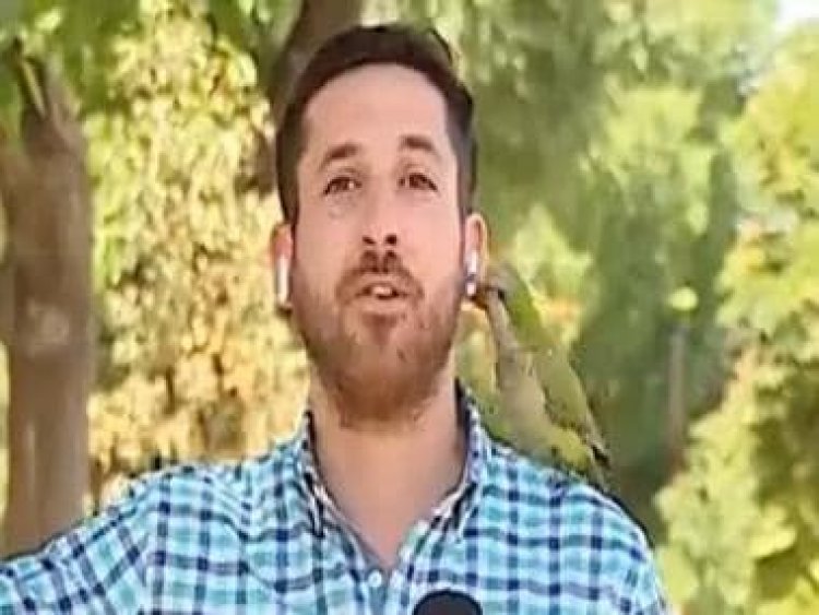 Viral video: Parrot flies away with journalist's earphone during live reporting