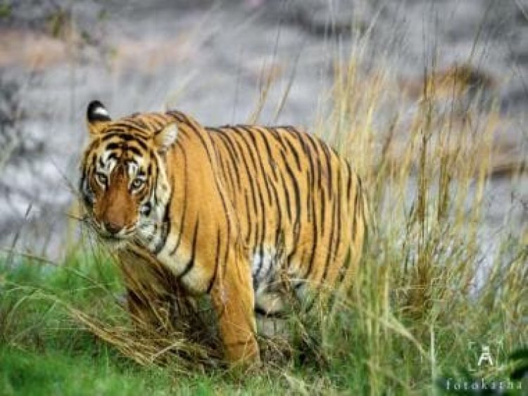 History takes little note of maneater tigress of Mundali but hers was a terror rule of 13 years in Chakrata hills
