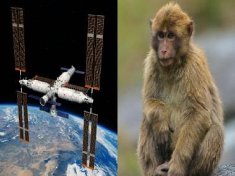 China plans to send monkeys to the Tiangong space station to study how they reproduce in space