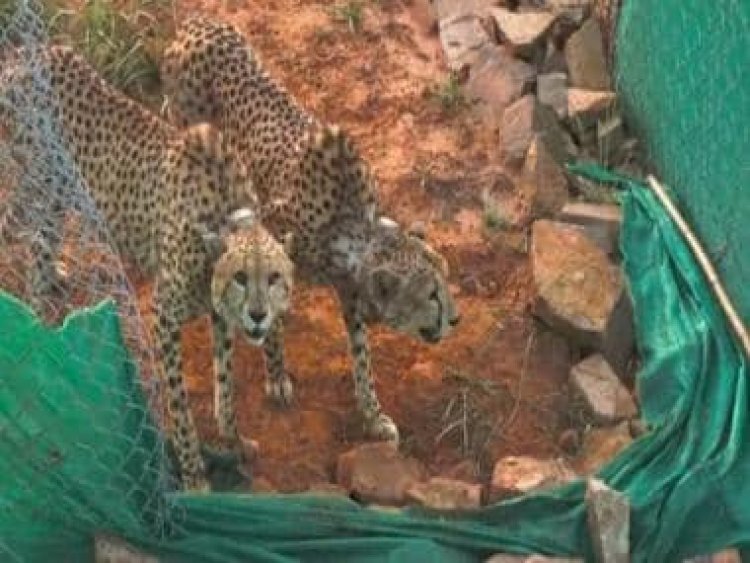 Why the first prey of two cheetahs in Madhya Pradesh’s Kuno is significant