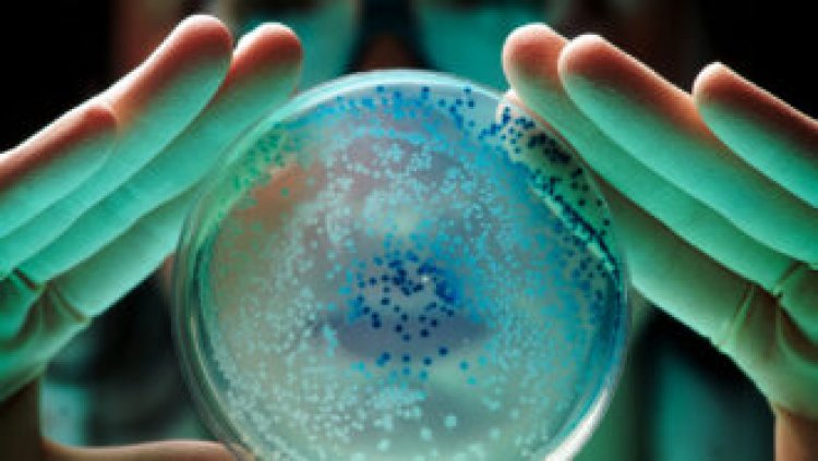 Here’s how mysterious last-resort antibiotics kill bacteria