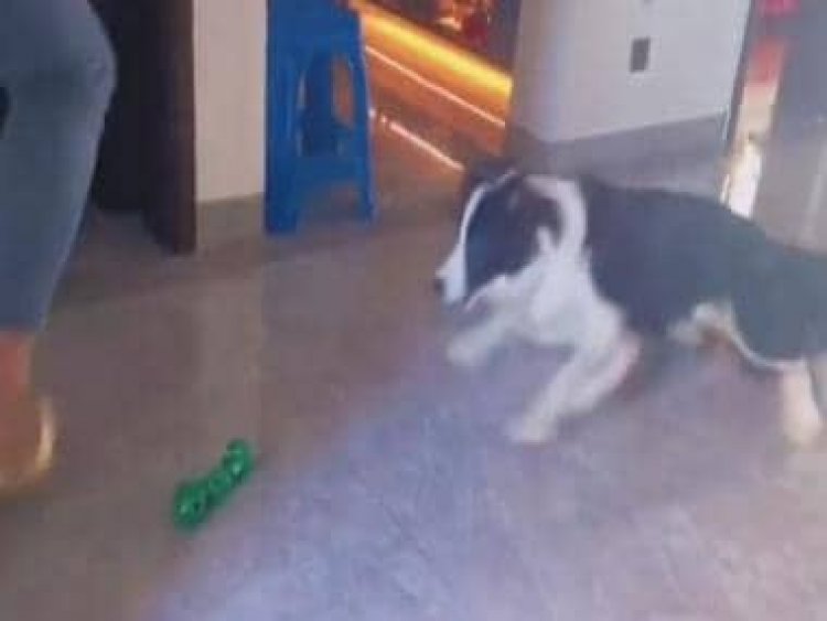 Viral: Dog shows excellent 'goalkeeping' skills during playtime; leaves internet impressed