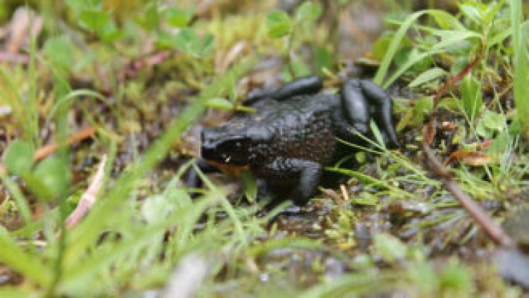 Some harlequin frogs — presumed extinct — have been rediscovered