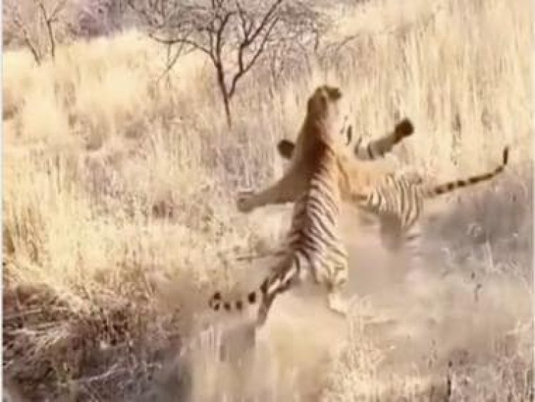 Chilling video of two tigers brutally fighting goes viral