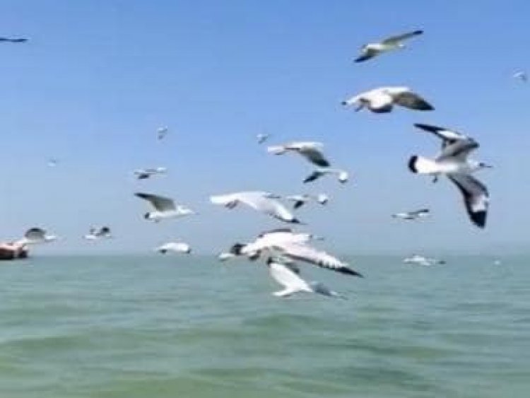 Watch: IFS officer drops mesmerizing video of migratory birds flying over Chilika lagoon in Odisha