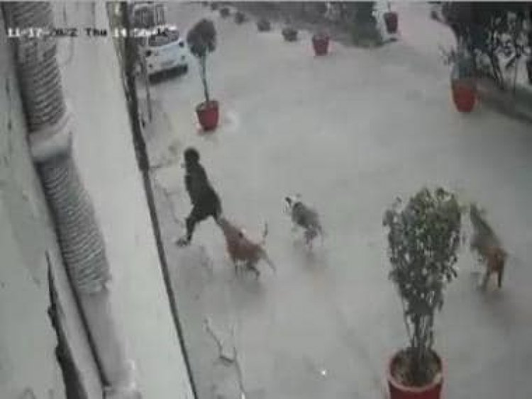 Watch: 11-year-old girl's narrow escape after stray dogs chased her