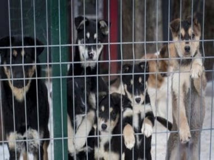 Stray dogs in China being poisoned by TB medicine