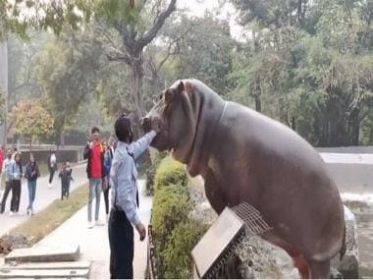 Viral video: Security guard slaps giant hippo back into its enclosure; garners mixed reactions