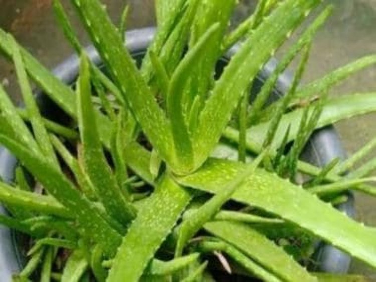 From Aloe Vera to English Ivy: 5 plants that can help fight indoor pollution
