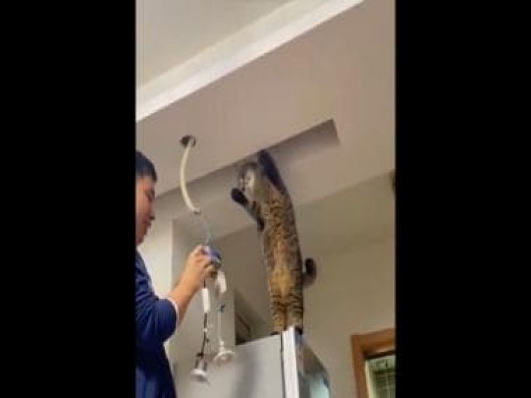 Watch: Cat helps electrician in adorable video, internet calls it 'electricatian'