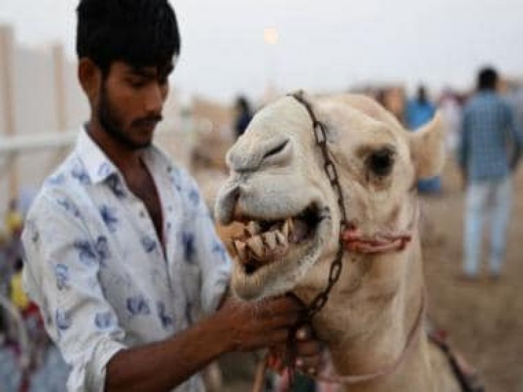 What is camel flu, a virus deadlier than COVID, that could strike Qatar amid FIFA World Cup 2022?