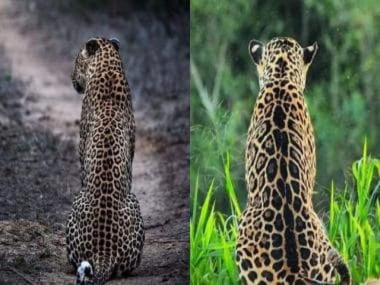 Can you differentiate between jaguars and leopards? IFS officer shares quiz on Twitter