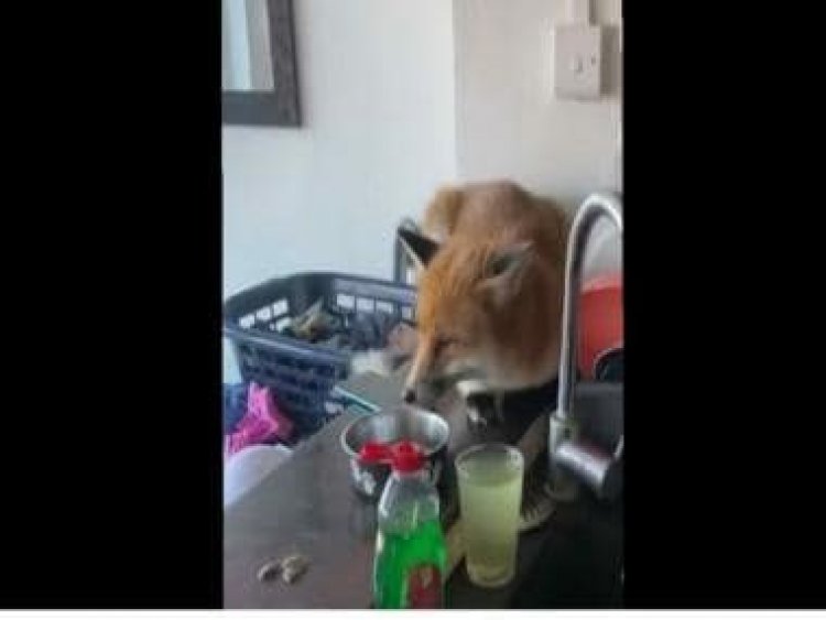 Viral Video: UK family left in shock after fox breaks into their home