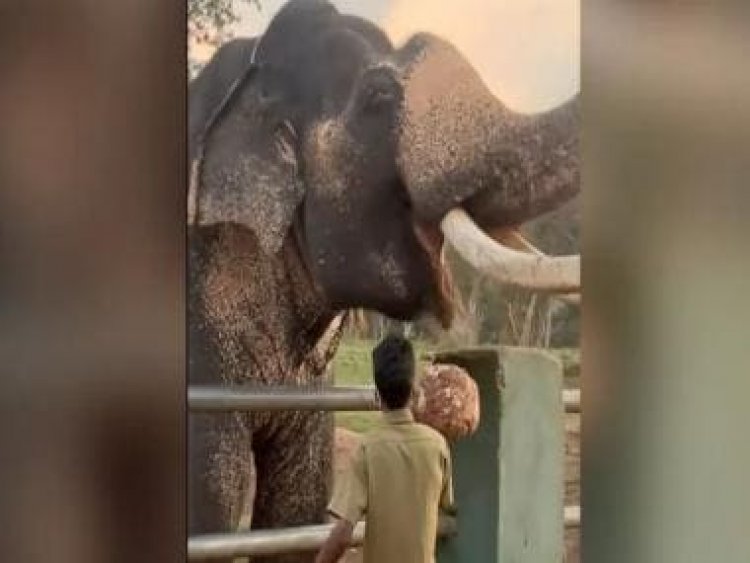 IAS officer shares video of how breakfast is prepared for elephants at Tamil Nadu reserve
